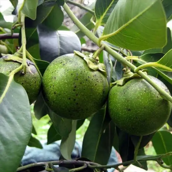 Black Sapote / Chocolate Pudding Fruit (બ્લેક સપોટા)